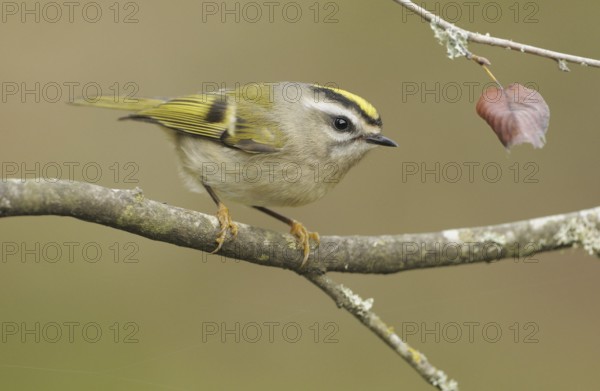 Golden-crowned Kinglet (Regulus satrapa), British Columbia, Canada