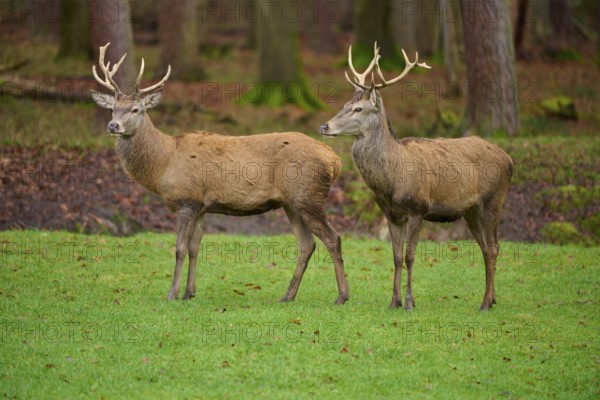 Two stags with imposing antlers standing in an autumnal forest, red deer (Cervus elaphus), Hesse,