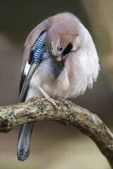Eurasian Jay (Garrulus glandarius), Asturias, Spain