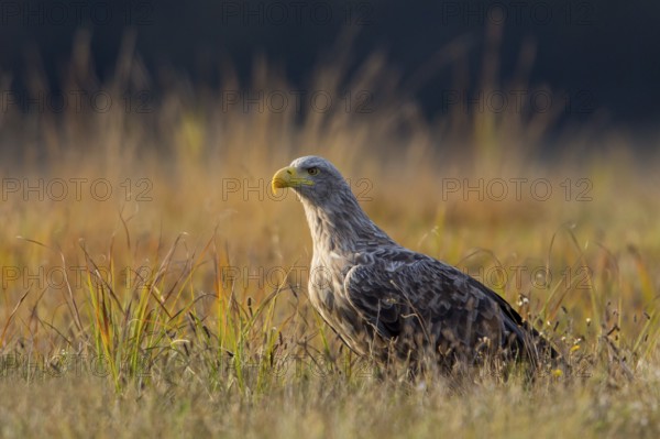 White-tailed eagle, animals, birds, birds of prey, eagle, (Haliaeetus albicill), Haliaaetus