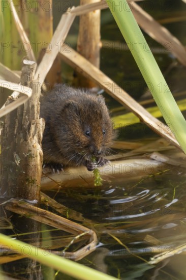 Water vole (Arvicola amphibius) adult rodent animal feeding on pondweed in a reedbed on a pond,