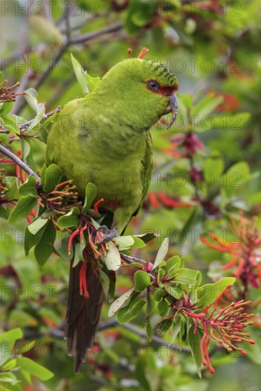 Slender-billed Parakeet (Enicognathus leptorhynchus) perched on a branch in Chile