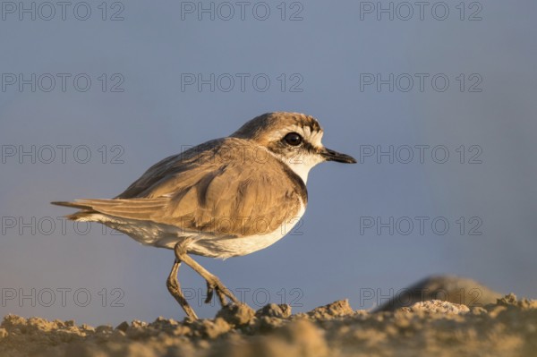 Kentish Plover (Charadrius alexandrinus), Lesvos, Greece