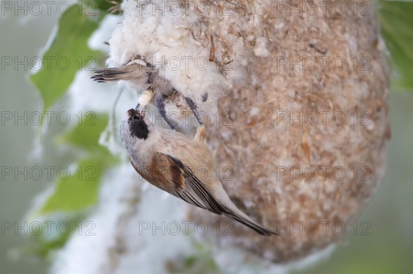 Eurasian Penduline Tit (Remiz pendulinus) female removing faeces out of the nest, Saxony-Anhalt,