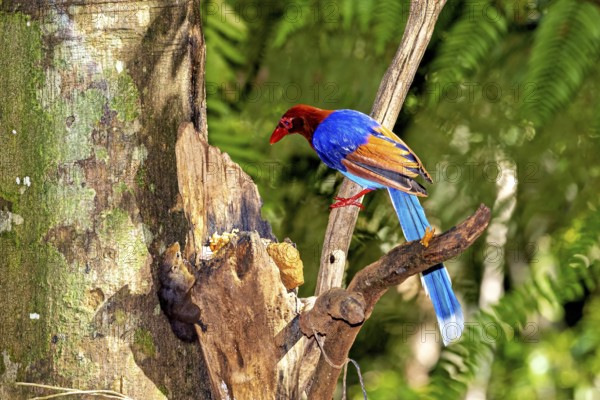 A colourful bird sits on a tree branch and gazes with interest at its surroundings, A jewelled