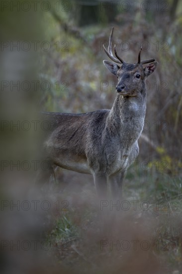 A young fallow deer (Dama dama) with broken antlers and a bloody ear appears in front of the