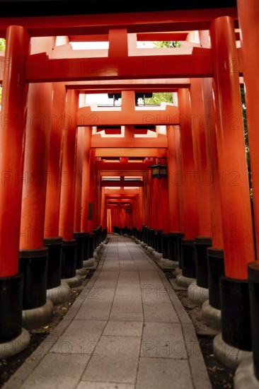 Pathway through the iconic red torii gates at Fushimi Inari-taisha, a famous Shinto shrine in