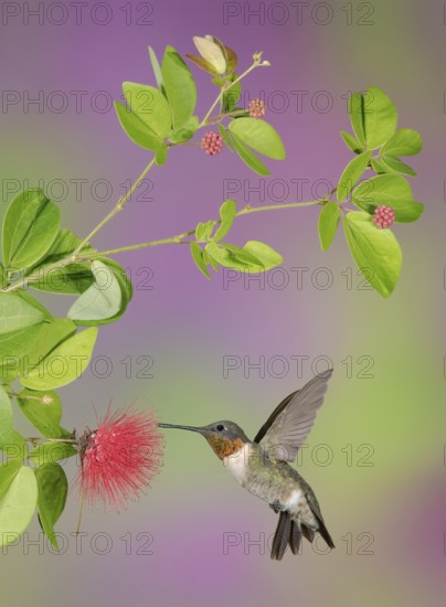 Ruby-throated Hummingbird (Archilochus colubris) male flying while feeding on flower nectar, Texas,