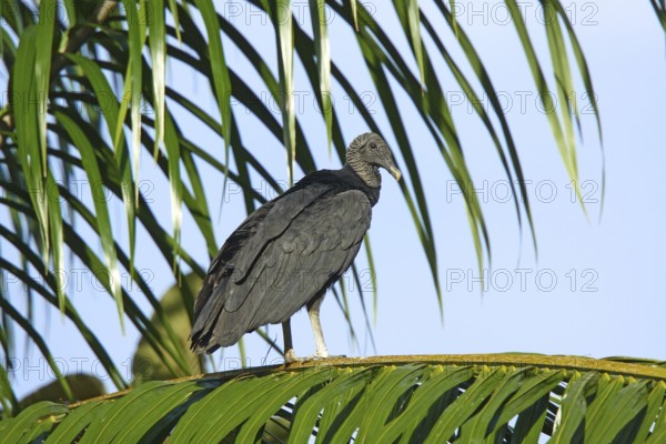 Black Vulture Coragyps atratus Gulfito, Costa Rica 6 November Adults roosting in early morning.