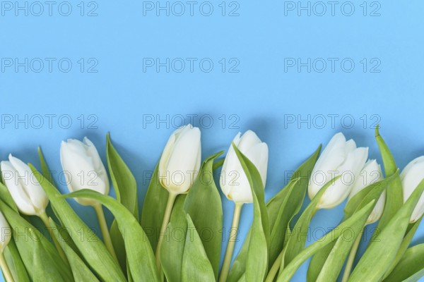 Bunch of white Tulip spring flowers on blue background with copy space