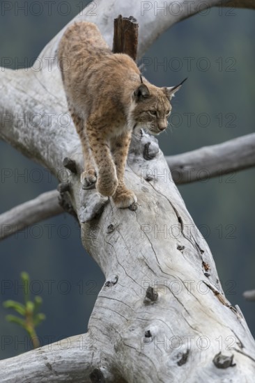 One Eurasian lynx, (Lynx lynx), walking down on a fallen tree. Frontal view with green forest in