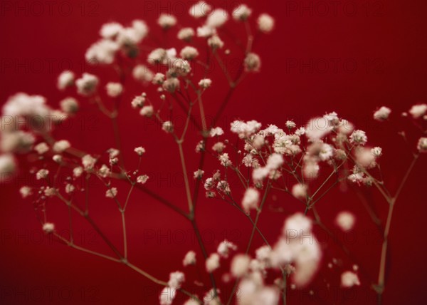 Delicate white flowers, beautifully contrast against a rich red backdrop. The image captures the