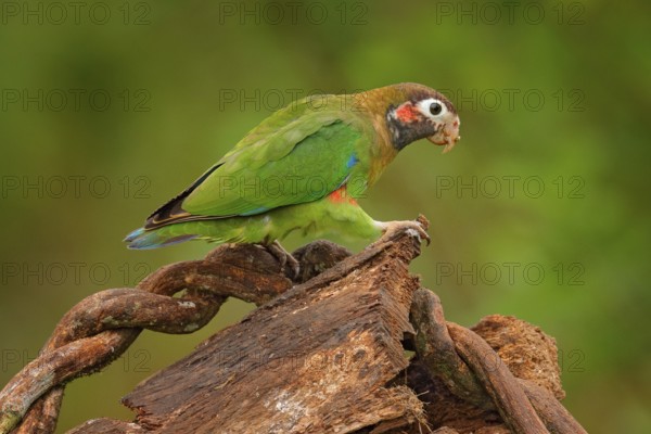Detail of parrot head. Brown-hooded Parrot, Pionopsitta haematotis, portrait of light green parrot