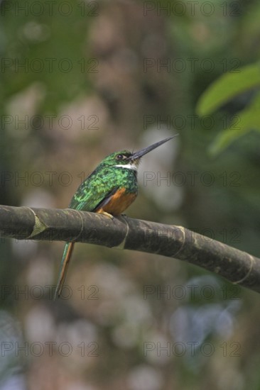 Rufous-tailed Jacamar (Galbula ruficauda) male, Costa Rica
