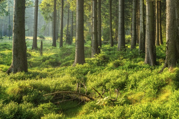 Untouched natural spruce forest in the warm light of the morning sun, blueberry bushes cover the