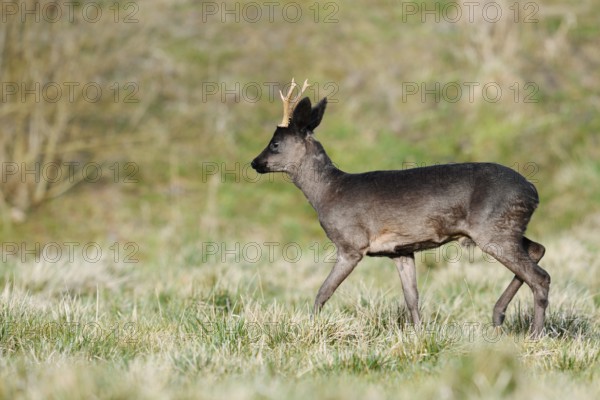 European roe deer (Capreolus capreolus), black roebuck, Lower Saxony, Germany
