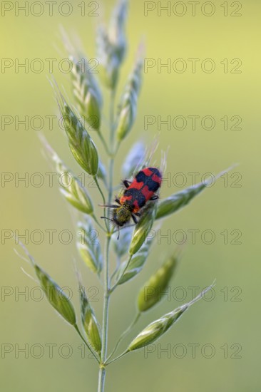 Shaggy bee beetle, (richodes alvearius), colourful beetle, beetle, bee wolf, insect, macro,