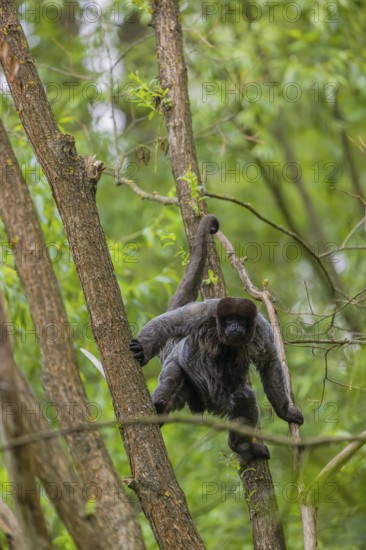 A common woolly monkey, brown woolly monkey, or Humboldt's woolly monkey (Lagothrix lagothricha)