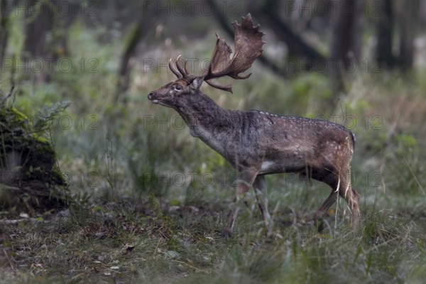The fallow deer (Dama dama) moves purposefully towards an opponent, always ready to defend its