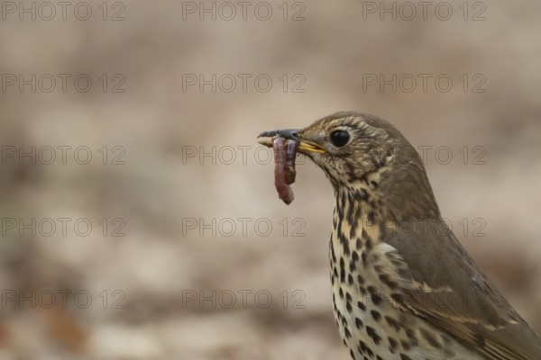 Song thrush (Turdus philomelos) adult garden bird with a worm for food in its beak in spring,