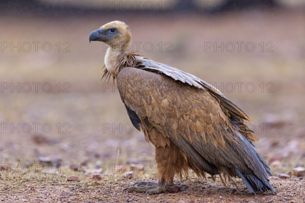Griffon vulture, (Gyps fulvus), animals, birds, vultures, alworld vulture, hawk family, Sierra de