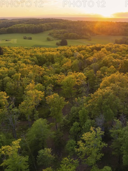 View over a dense forest and green fields in the golden light of sunset, forest pasture project,