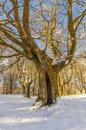 Oianleku Natural Park at sunrise, snowy beech forest in the town of Oiartzun in Peñas de Aya,