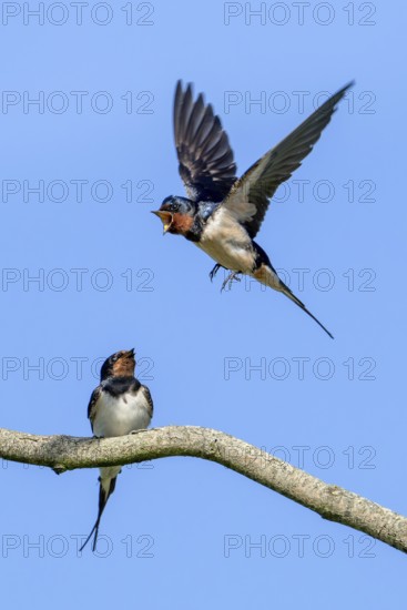 Two barn swallows (Hirundo rustica, Hirundo erythrogaster), male calling in flight to female