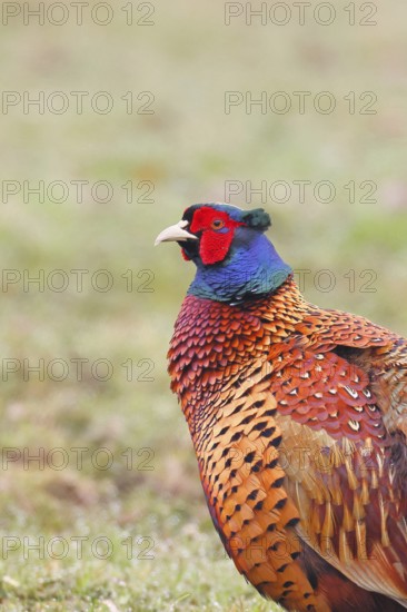 Pheasant, hunting pheasant (Phasianus colchicus), adult male bird in a meadow, animal portrait,