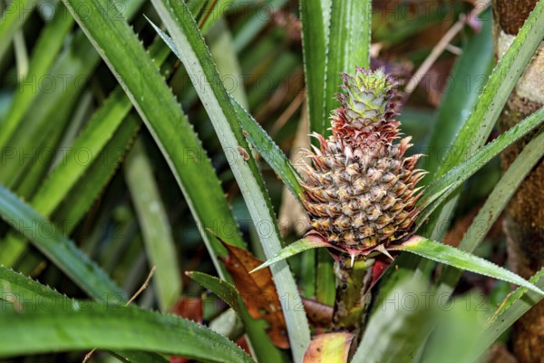 An unripe pineapple grows amidst green leaves, surrounded by natural foliage, a young pineapple