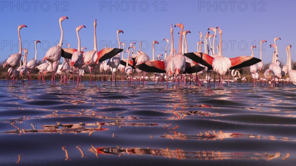 Stunning image depicting pink flamingos participating in their nuptial display in the serene waters