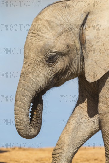 African elephant, (Loxodonta african), Addo Elephant National Park, Addo Camp, Western Cape, South