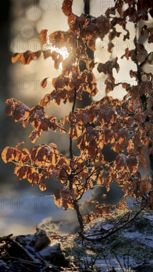 Sunbeams shine through bright orange autumn leaves of a beech (fagus) in the forest and
