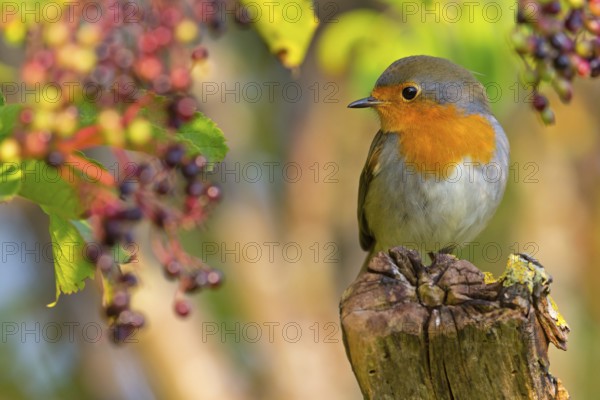 Robin, (Erithacus rubecula), animals, birds, songbird, perching, flycatcher family, Ottenby,