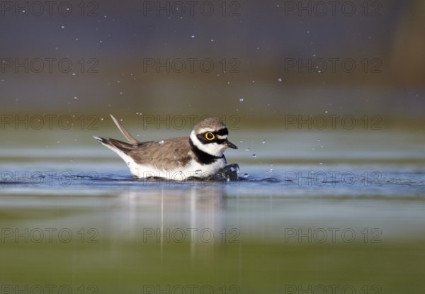 Little Ringed Plover (Charadrius dubius) bathing, Mecklenburg-Western Pomerania, Germany