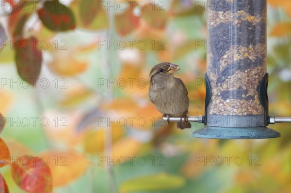 House sparrow (Passer domesticus) perched on a garden bird feeder filled with mixed seeds, eating
