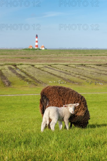 A brown sheep and a white lamb graze on a dyke at the North Sea, in the background the lighthouse