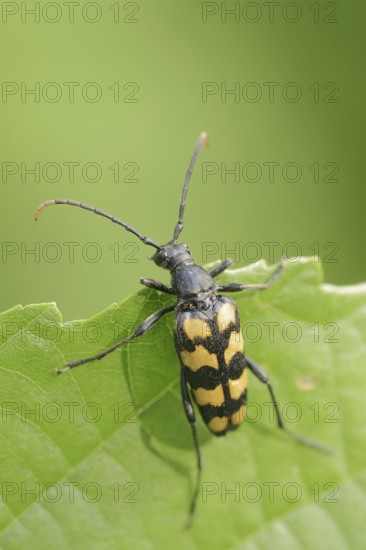 Four-banded narrow-legged ram (Leptura quadrifasciata, Strangalia quadrifasciata), female, North