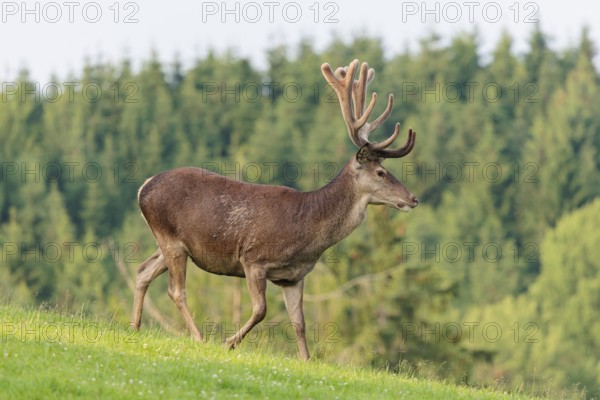 A red deer stag (Cervus elaphus) with its velvet antlers runs across a green meadow in hilly