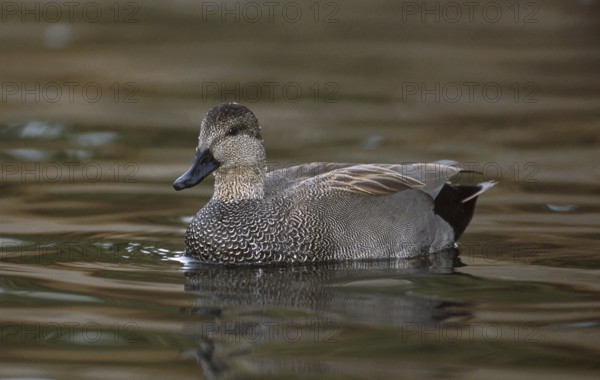 Gadwall (Mareca strepera) male, California, USA