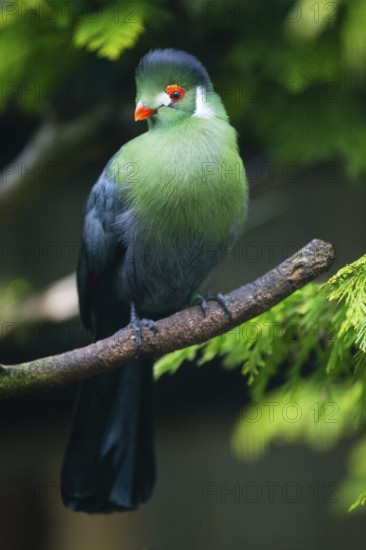 White-cheeked Turaco (Menelikornis leucotis), adult bird perched on a branch, native to Sudan,
