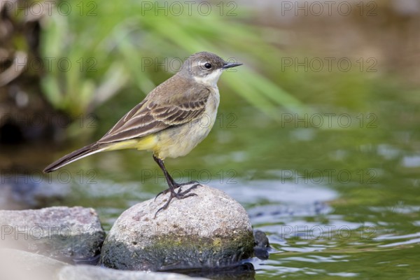 Black-headed Yellow Wagtail, Black-headed Wagtail, Motacilla flava feldegg, Motacilla feldegg,