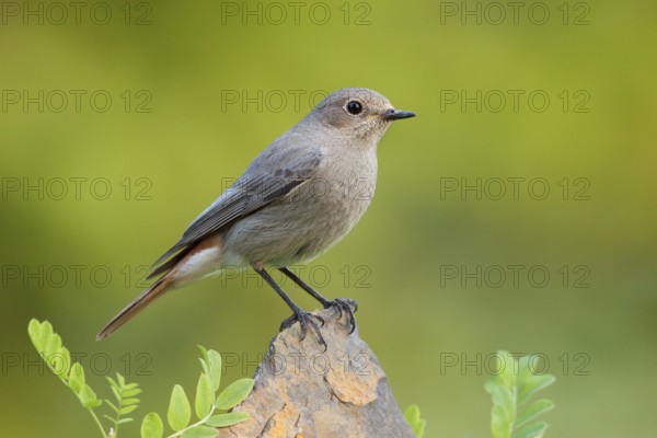 Black Redstart (Phoenicurus ochruros) female, St. Gallen, Switzerland