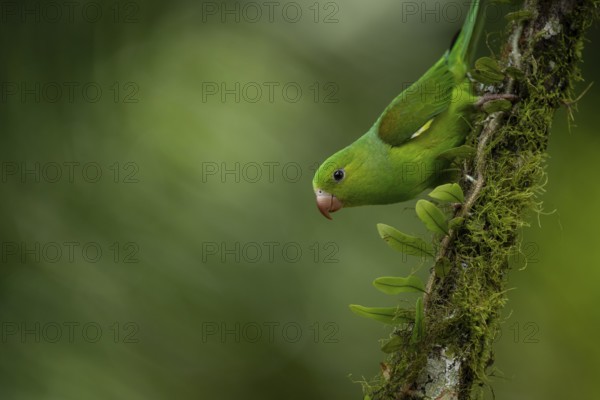 Plain Parakeet (Brotogeris tirica) perched on a branch, Sao Paulo, Brazil