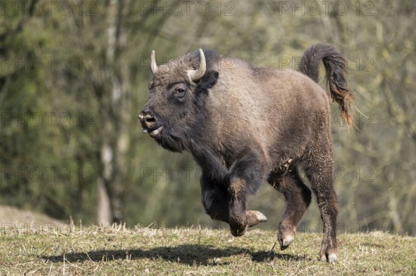 European bison (Bison bonasus) running fast on a meadow, Bavaria, Germany