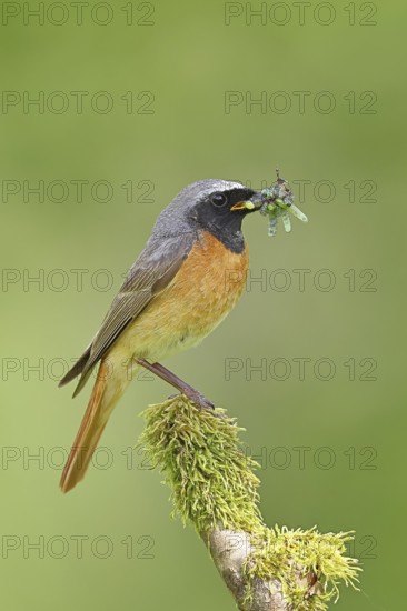 Redstart (Phoenicurus phoenicurus), male with caterpillars in beak on mossy branch, songbird,