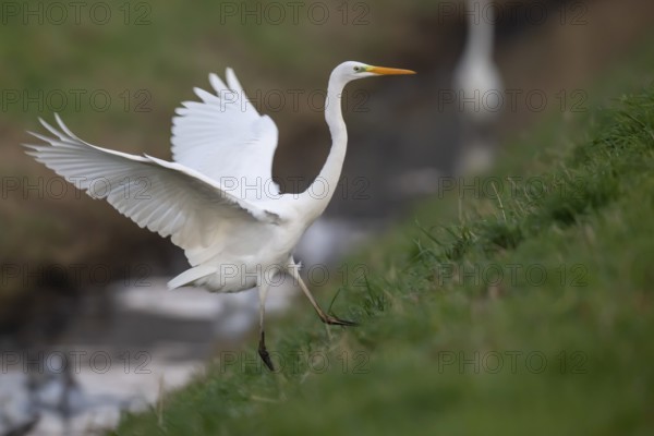 Great White Egret (Ardea alba, syn.: Casmerodius albus, Egretta alba), Dümmer, Lembruch, Lower