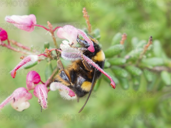 A close up shot of a bumblebee perched on a vibrant pink flower, surrounded by lush green foliage