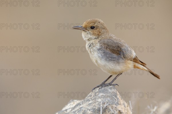 Arabian wheatear, Arabian wheatear, (Oenanthe lugentoide, Middle East, Oman, female, Jabal Samhan,