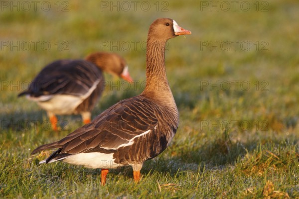 Greater White-fronted Goose (Anser albifrons), North Rhine-Westphalia, Germany